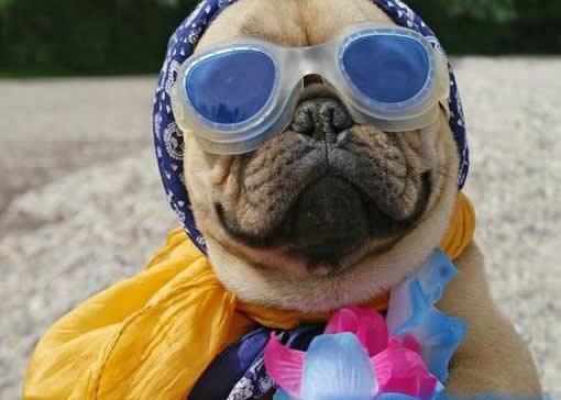 Perro playa fin de semana mar agua sol gafas toalla